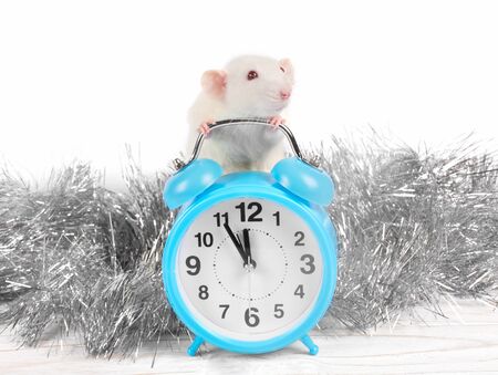 Cute white rat standing behind a clock showing almost midnight as a symbol of the 2020 New Year of the White Metal Rat (against the white wooden background and silver tinsel)の写真素材