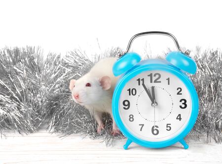 Cute white rat and a clock showing almost midnight as a symbol of the 2020 New Year of the White Metal Rat (copy space on the left for your text)の写真素材