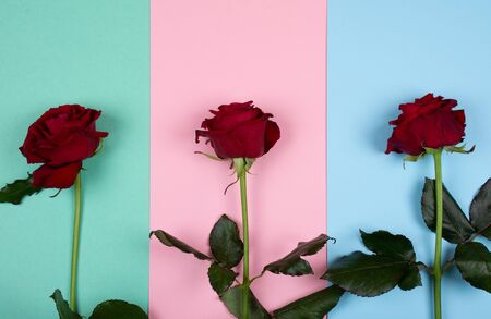 Three bright red roses on a multicolored paper background of pastel colors (top view)の写真素材
