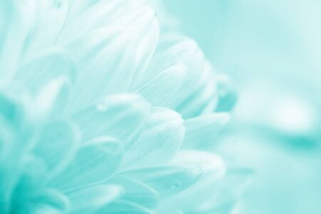 Blurred silhouettes of petals of beautiful white flowers toned in the turquoise color (copy space for your text), soft focus, springtime conceptの写真素材
