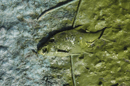 Dead fish on the beach. Water pollution concept.の写真素材