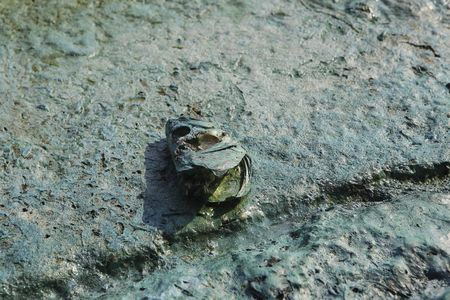 Dead fish head on the beach. Water pollution concept.の写真素材