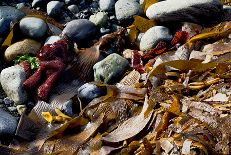 marine algae at seashore in Chileの写真素材