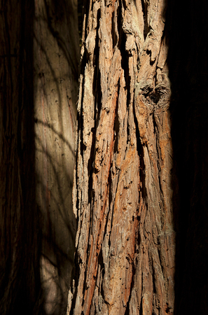Beautiful sequoia tree bark texture with soft shadow in background, structure of cracks and snag, DOF.の写真素材