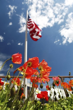 american flag on poppy fields, USA Memorial Day concept