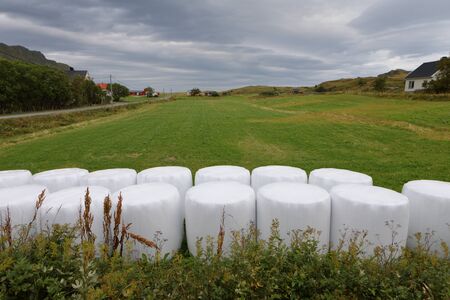 Hay bales packed in white plastic wrap placed in two lines in foreground and green field at background. Lofoten village.の写真素材