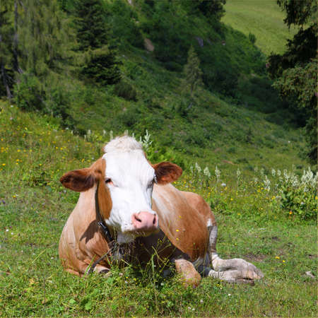 Red and white cow lying on alpine meadow in austrian alps.の写真素材