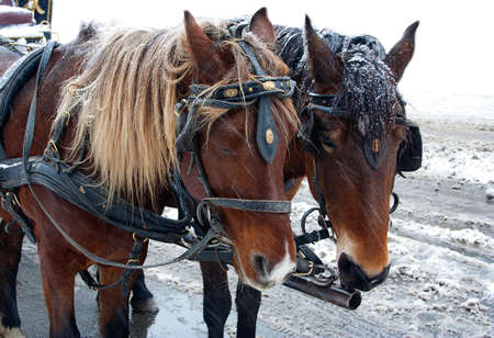 Two brown horses standing on the street and waiting in snow storm.の写真素材