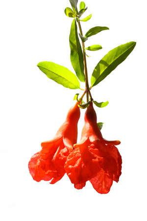 Close-up side view of blossoming pomegranate branch isolated on whiteの写真素材