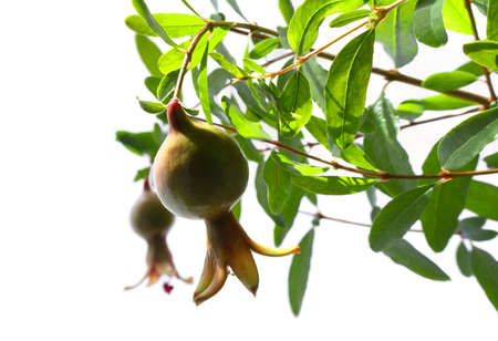 Closeup of two ripe green pomegranate fruits on tree branch on white background, selective DOFの写真素材
