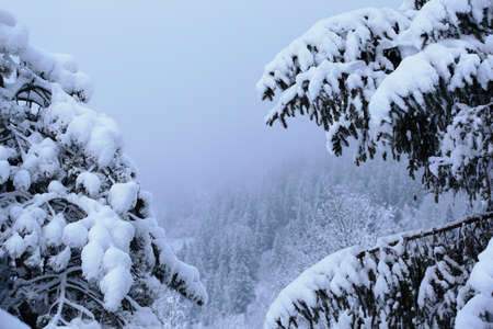 Beautiful winter landscape in the mountains with big spruce branches covered with snow, Alps, Chamonixの写真素材