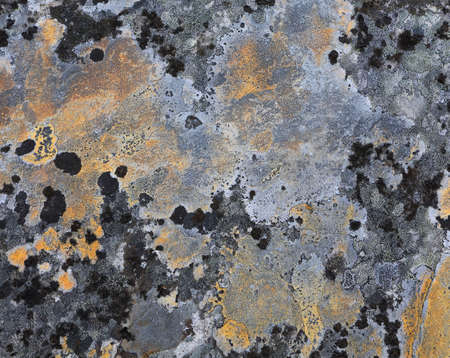 Beautiful colorful natural stone surface with moss and lichen close up. Abstract natural background. The concept environment preservation.の写真素材