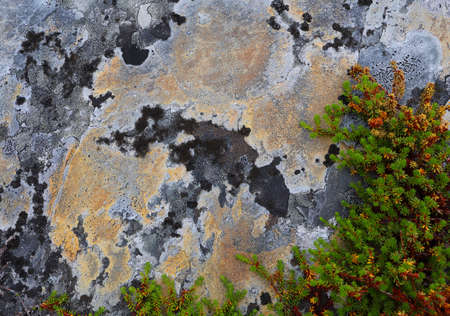 Beautiful colorful natural stone surface with moss and lichen close up. Abstract natural background. The concept environment preservation.の写真素材