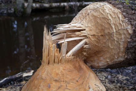 close-up of tree gnawed by the beaver, the beaver teeth marks on a tree trunks, low DOFの写真素材
