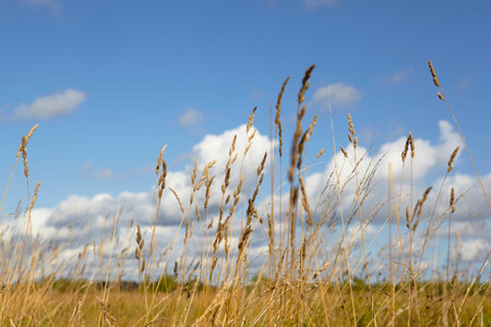 Windy autumn day with beautiful clouds and yellow reed in the field. Bright natural background with selective soft focus on dry grass, reeds, stalks blowing in the wind, horizontalの写真素材