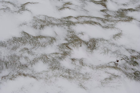 Dry grass sleeping in snow, natural winter backgroundの写真素材