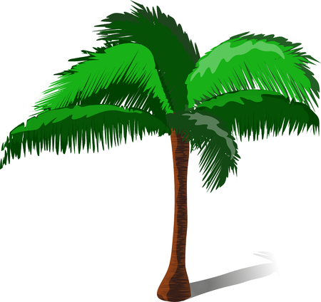 Palm tree on a white backgroundのイラスト素材