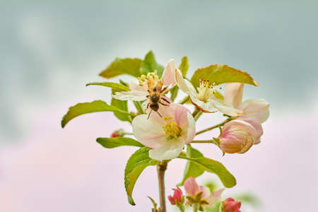 A bee collects pollen from the flower of a fruit tree close upの写真素材