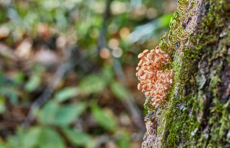 Small mushrooms grow in a heap on the tree, lots of mushrooms.