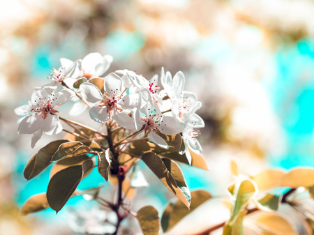 Beautiful pear tree blossoms against a blue backgroundの写真素材