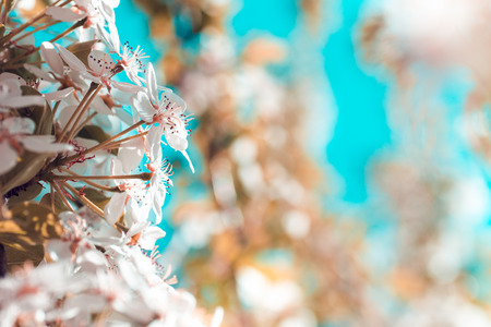 Beautiful pear tree blossoms against a blue backgroundの写真素材