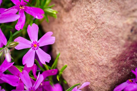 Detail of rock garden flower. Closeup macro detail of purple and pink bloom or blooming flowers.の写真素材