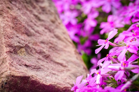 Detail of rock garden flower. Closeup macro detail of purple and pink bloom or blooming flowers.の写真素材