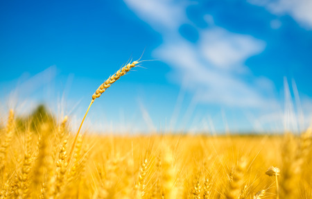 close up of ripe wheat ears against blue sky. soft focusの写真素材