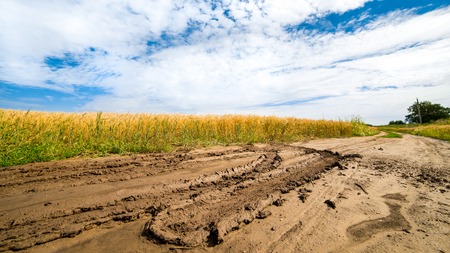 After rain washed out road in a field of ripe wheatの写真素材