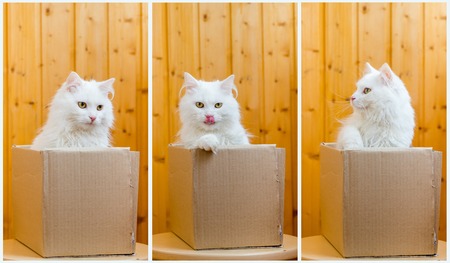 Cute white cat in a cardboard box.の写真素材