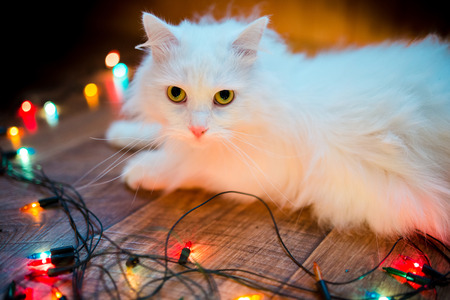 cute sweet white cat with interest looking at christmas colorful garland, holiday