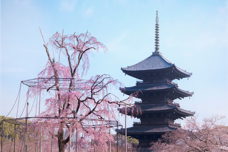 KYOTO, JAPAN - March 25, 2018: Weeping willow tree and cherry tree in bloom with five-story pagoda...