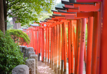 Rays of sun passing between red Torii portal of the Shintoist Nezu shrine of the 18th century in Tokyo.のeditorial素材