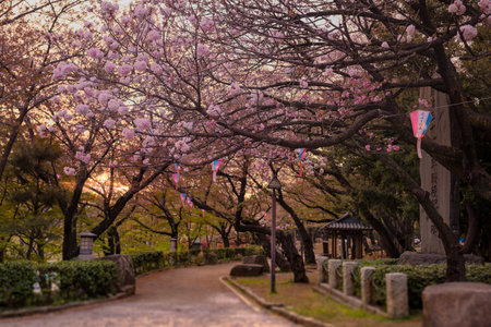 Beautiful hanami party in sunset with the pink cherry blossom of Asukayama park in the Kita district of Tokyo, Japan.のeditorial素材