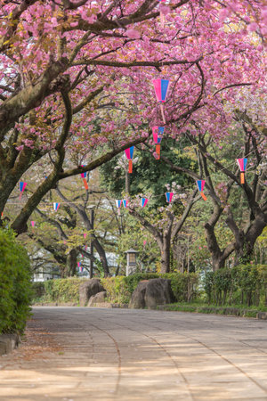 Cherry blossoms of Asukayama Park in Kita district, north of Tokyo. The park was created in the 18th century by Tokugawa Yoshimune who planted 1270 cherry trees to entertain the people during the Hanami Spring Festival. It currently has 650 cherry trees mのeditorial素材
