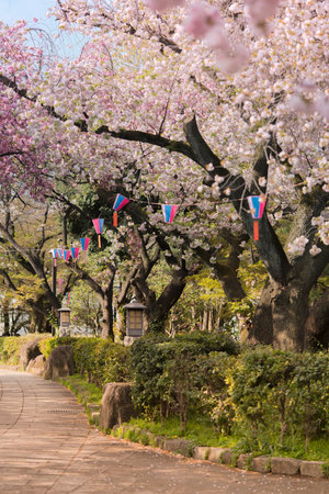 Cherry blossoms of Asukayama Park in Kita district, north of Tokyo. The park was created in the 18th century by Tokugawa Yoshimune who planted 1270 cherry trees to entertain the people during the Hanami Spring Festival. It currently has 650 cherry trees mのeditorial素材