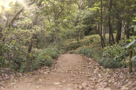 japanese Fujinami wooden bridge in Rikugien Park of Bunkyo district, north of Tokyo. The park was created at the beginning of the 18th century.の写真素材