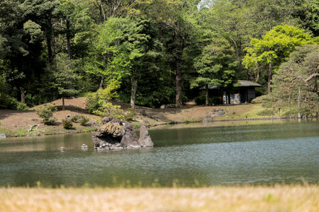 Turtles on the stone islet Houraijima on the pond of Rikugien Park in Bunkyo district, north of Tokyo. The park was created at the beginning of the 18th century.のeditorial素材