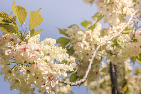 Pale yellow cherry blossoms of the Ukon type in Asukayama Park in Kita district, north of Tokyo. The park was created in the 18th century by Tokugawa Yoshimune who planted 1270 cherry treesto entertain the people during the Hanami Spring Festival. It currently has 650 cherry trees mainly of Somei Yoshino type.の写真素材