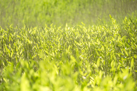field of plants of Koishikawa Korakuen Park in Tokyo.の写真素材