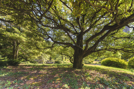 Old tree with large trunk and long branches in the Shinjuku Gyoen Garden at Tokyo in Japan.