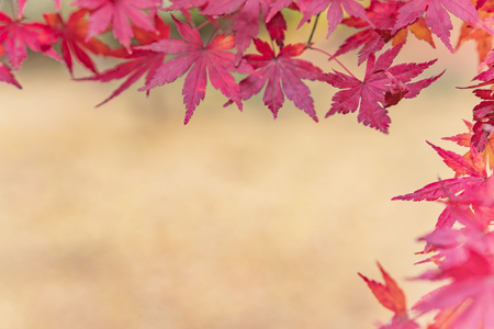 Beautiful autumn colors of Japanese maple tree iroha momiji leaves background in Tokyo public park in Japanの写真素材