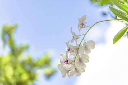 White orchid flowers in the Okinawa Islands in southern Japanの写真素材