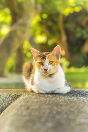orange and white tabby cat lying staring at the lensの写真素材