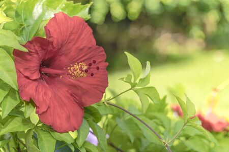 Red hibiscus blooming flower on a beach of Naha City in Okinawa island in Japan.の写真素材