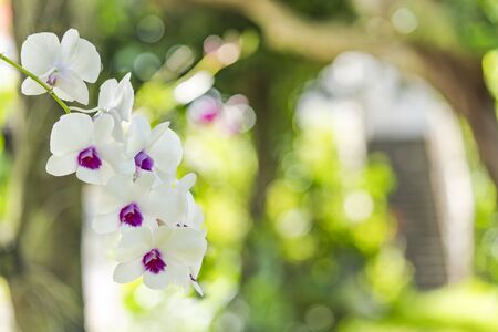 White orchids blooming flower in a park of Naha City in Okinawa island in Japan.の写真素材