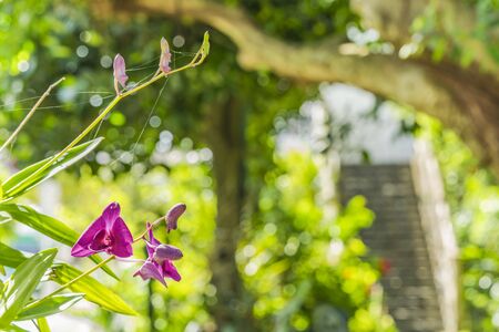 Red orchids blooming flower in a park of Naha City in Okinawa island in Japan.の写真素材