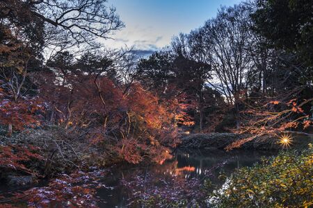 Autumn night lightup of the maple forest of the Rikugien Garden of Tokyo.の写真素材
