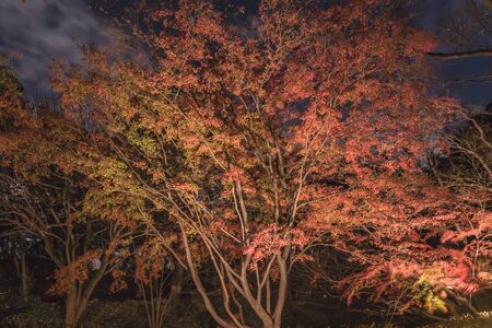 Autumn night lightup of the maple forest of the Rikugien Garden of Tokyo.の写真素材