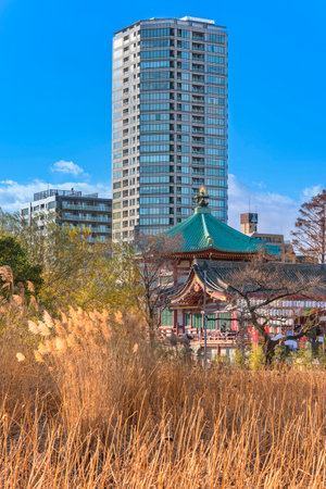 ueno, japan - january 02 2020: Dried lotus flowers and pampas grass shining in the sunset light in the pond of the Kaneiji Temple with in background the octogonal Shinobazuike Bentendo dedicated to one of the seven lucky gods, the goddess Benzaiten in theのeditorial素材